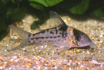 Corydoras incolicana